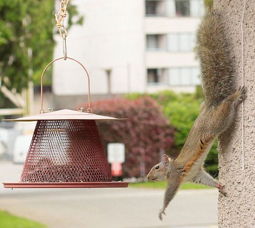 Eastern gray squirrel. Credit: waferboard (Wikipedia).